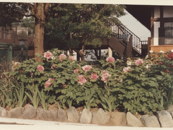 昭和41年 本堂前 牡丹の花 