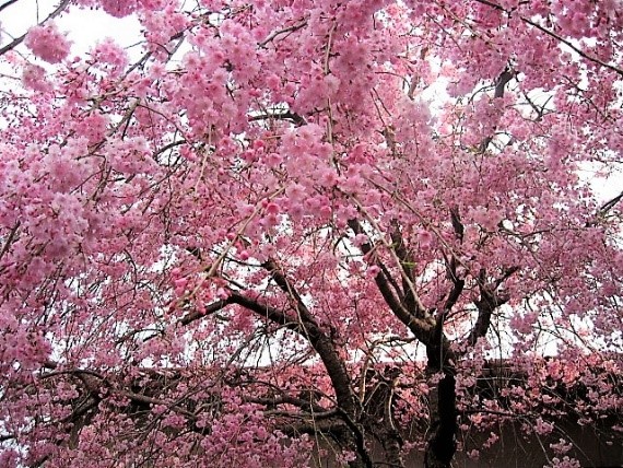 長生寺の名木・椿、枝垂れ桜 